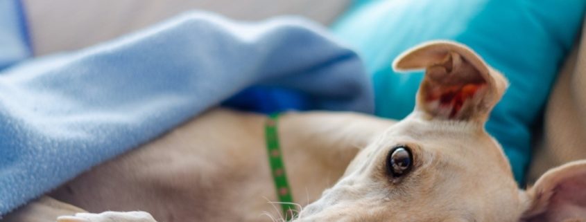 SEO for Veterinarians: How to be one step ahead in the business